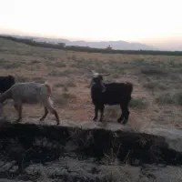 نر بز یا ساورین
