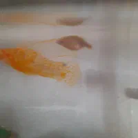 قبول واگذاری ماهی رایگان|ماهی|قم, منبع آب|دیوار