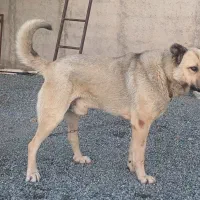 سگ پژدر|سگ|سقز, |دیوار