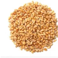 گندم پیشگام