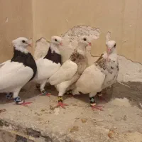 دو جفت طوقی عروسک|پرنده|اهواز, کوی طلاب|دیوار