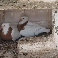 جفت طوق زرد با جوجه