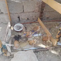 جوجه خودمونی