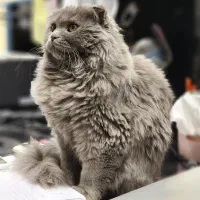 گربه اسکاتیش طوسی آروم|گربه|فولادشهر, C1|دیوار