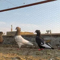 کبوتر سینه سیاه(سینه زرد)|پرنده|لنجان, |دیوار