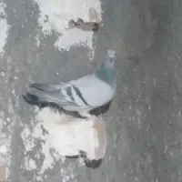 ماده سبزکلاغ وسبزدودی کلایی۲۵۰