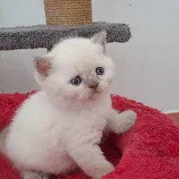 گربه های زیبا و شجره دار و تربیت شده|گربه|شیراز, ابیوردی|دیوار