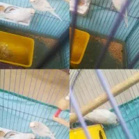 مرغ عشق نژاد دار