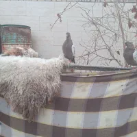 سپاس ازبرنامه دیوار|پرنده|باوی, |دیوار