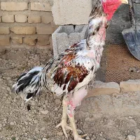خروس لاری