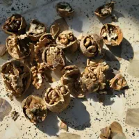 گردو خشک|عمدهفروشی|شیراز, گویم|دیوار