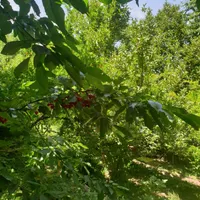 فروش باغ ۱۴۵ متری در بهاران|فروش زمین و ملک کلنگی|تهران, بهاران|دیوار