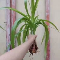 ۸ عدد گل برگ موزی و شاخ گوزنی