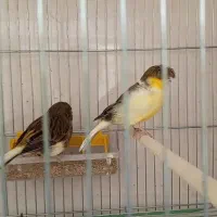 قناری گلاستر و توپاز آگات