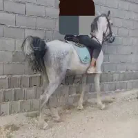 اسب مادیان