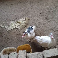 اردک اسرائیلی