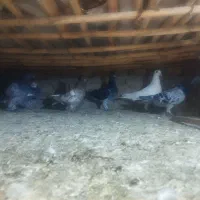 کبوتر فروشی|پرنده|گنبد کاووس, |دیوار