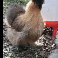 تخم مرغ نطفه دار مرغ ابریشمی|حیوانات مزرعه|تهران, نارمک جنوبی|دیوار