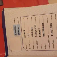 واگذاری گربه با وسایل|گربه|اصفهان, میرعماد|دیوار