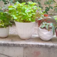 گل وگیاه  طبیهی