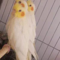 عروس|پرنده|قم, باغ شازده|دیوار