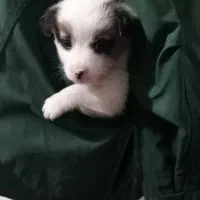 سگ سایز ریز