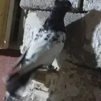 کله ای|پرنده|اهواز, طالقانی|دیوار