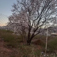 گل کاری و نهال کاری باغچه و آبیاری قطره ای