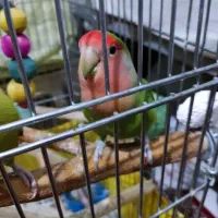 دو عدد طوطی برزیلی ۸ماه نر تقریبا مست ودستی|پرنده|کرج, حسن آباد|دیوار