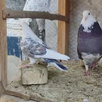 کبوتر|پرنده|پیر بکران, |دیوار