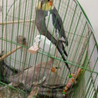طوطی|پرنده|ماکو, |دیوار