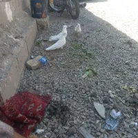 کبوتر سفید