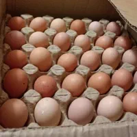 تخم مرغ بومی درجه یک گلپایگانی