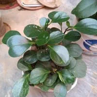 گل های طبیعی