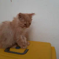 پرشین کلاسیک