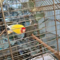 وقت نداشتن رسیدگی به پرنده