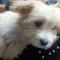 توله سگ شیتزو