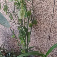 گل های شاداب و سرحال|گل و گیاه طبیعی|چابهار, |دیوار