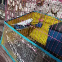 مرغ عشق|پرنده|خاش, |دیوار