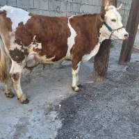 گاووگوساله