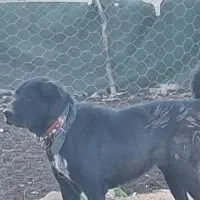 سگ گله|سگ|تیران, |دیوار