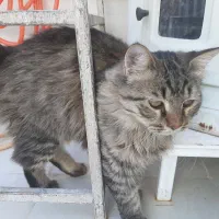 گربه اسکاتیش