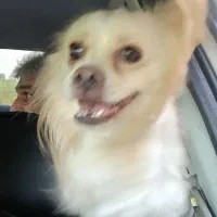 اشمیتز اصل، نر   برای جفت خوردن|سگ|رشت, شهرک صبا|دیوار