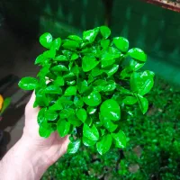 فروش سبزه بهارنارنج