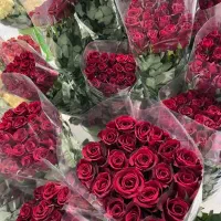 گل رز هلندی همه رنگ فقط شاخه ای ۶۹