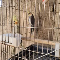 عروس هلندی|پرنده|ساوه, |دیوار