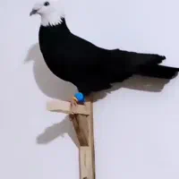 کفتر