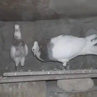 کبوتر پرشی پشت دار و سرور هفت رنگ واتیشی و طوقی