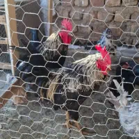 خروس