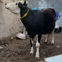 سیمینتال آبستن ۸ ماه